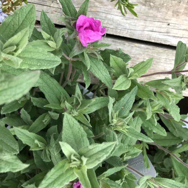 Magenta rockros`Sunset´ - Cistus pulverulentus ´Sunset´