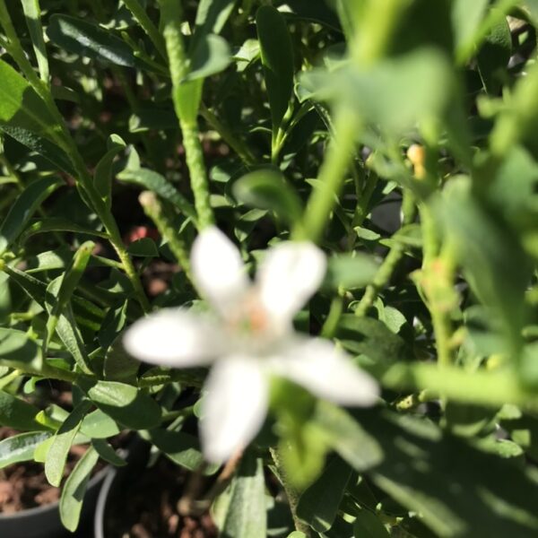 Gin-Tonic blomma 'White Star' - Eriostemon muoporoides  'White Star'