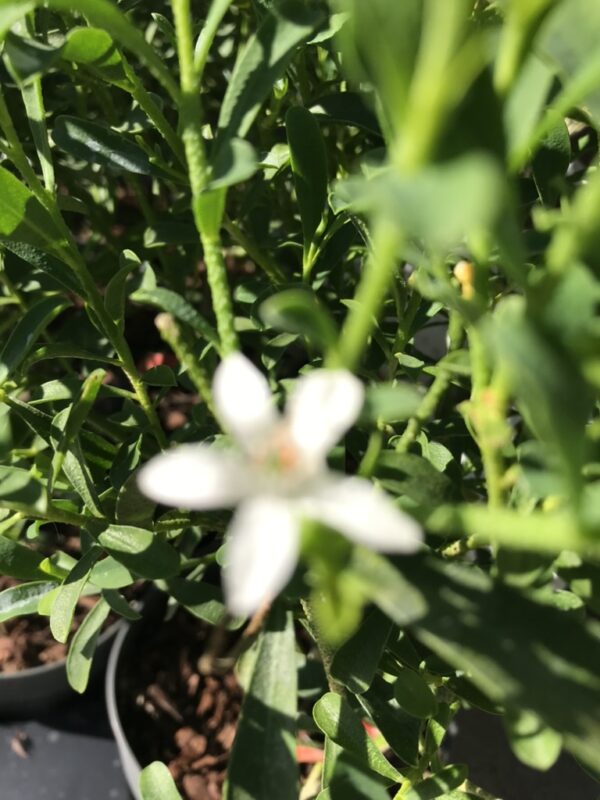Gin-Tonic blomma 'White Star' - Eriostemon muoporoides  'White Star'