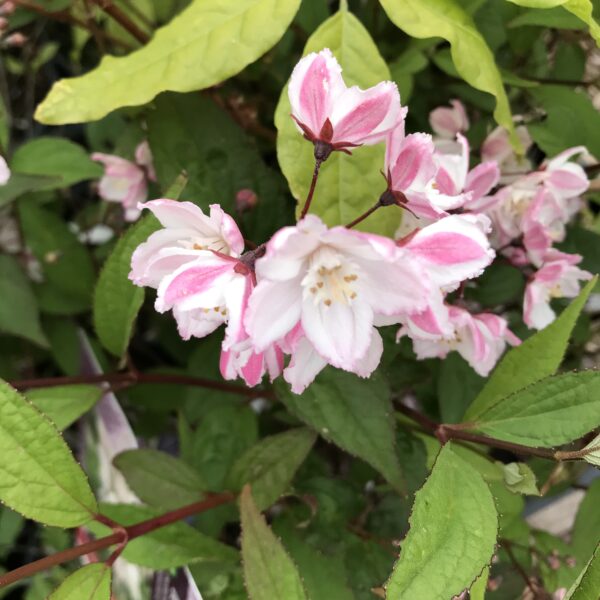 Klockdeutzia `Kalmiiflora´- Deutzia purpurea `Kalmiiflora´