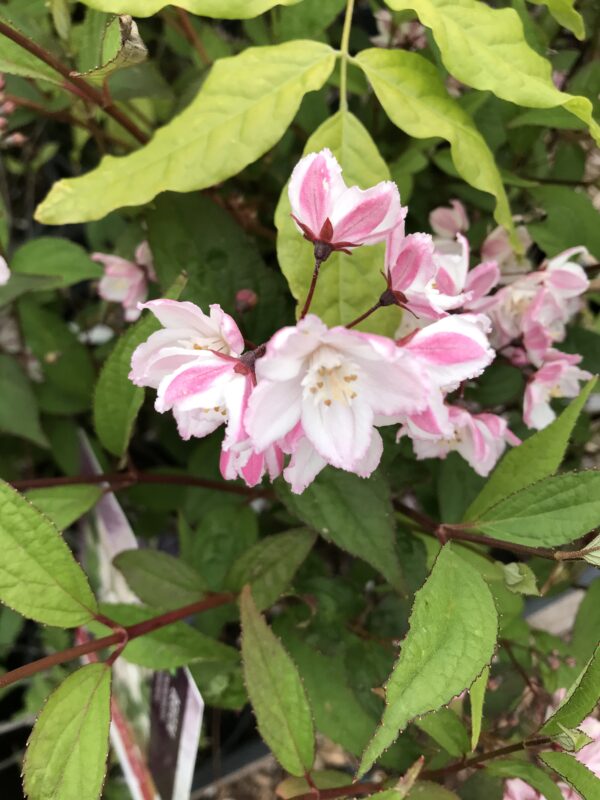 Klockdeutzia `Kalmiiflora´- Deutzia purpurea `Kalmiiflora´