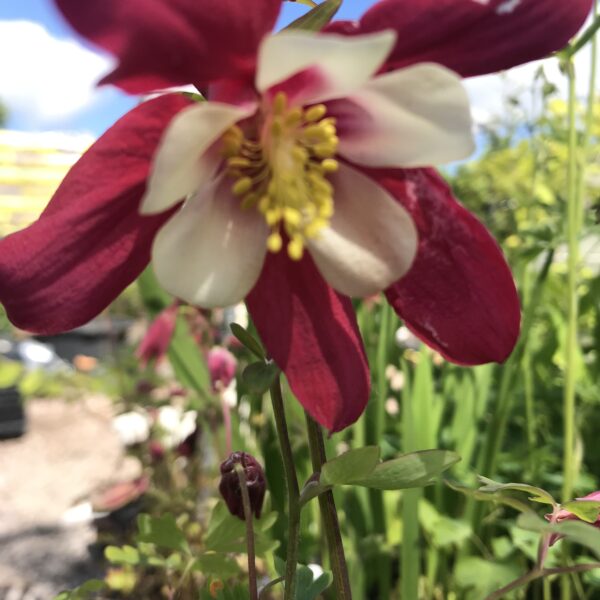 Columbineakleja  'Crimson Star - Aquilegia  coerulea 'Crimson Star'