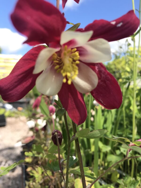 Columbineakleja  'Crimson Star - Aquilegia  coerulea 'Crimson Star'