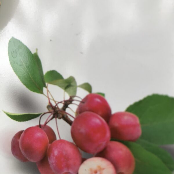 Miniatyräpplen ’Appletini’ - Malus transitoria ’Appletini’