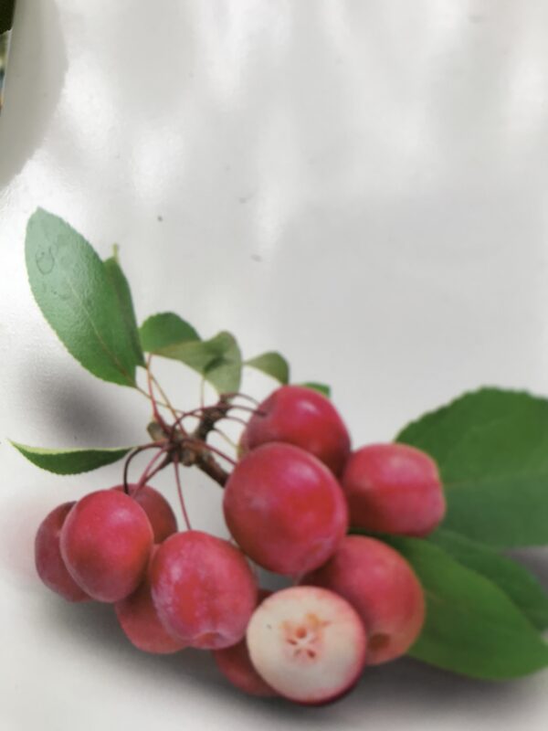 Miniatyräpplen ’Appletini’ - Malus transitoria ’Appletini’