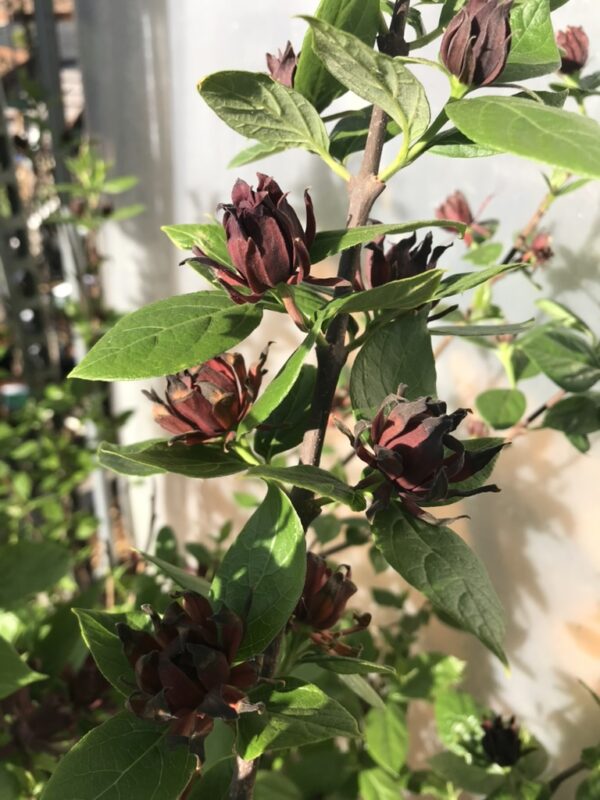 Calycanthus floridus - Hårig kryddbuske