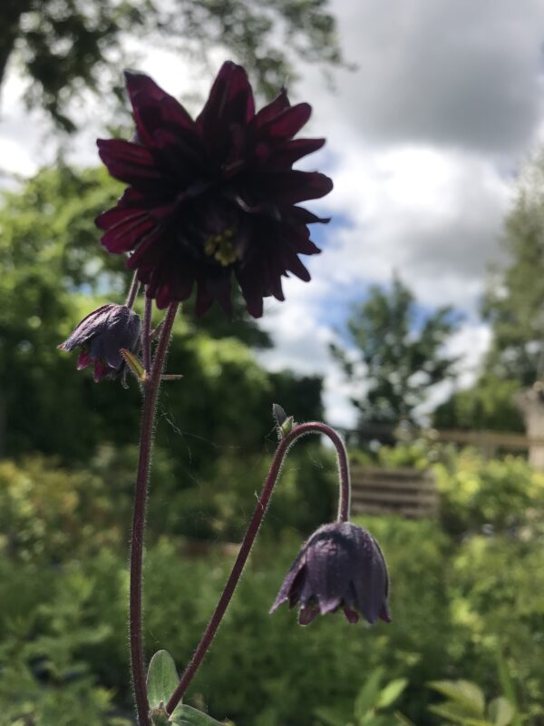Stjärnakleja   'Black Barlow'  -  Aquilegia v. 'Black Barlow'