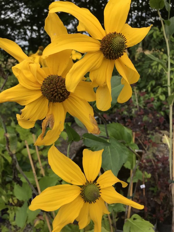 Jätterydbeckia -Rydbeckia giganteum