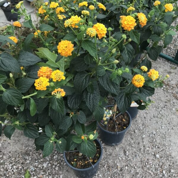 Eldkrona -Lantana camara