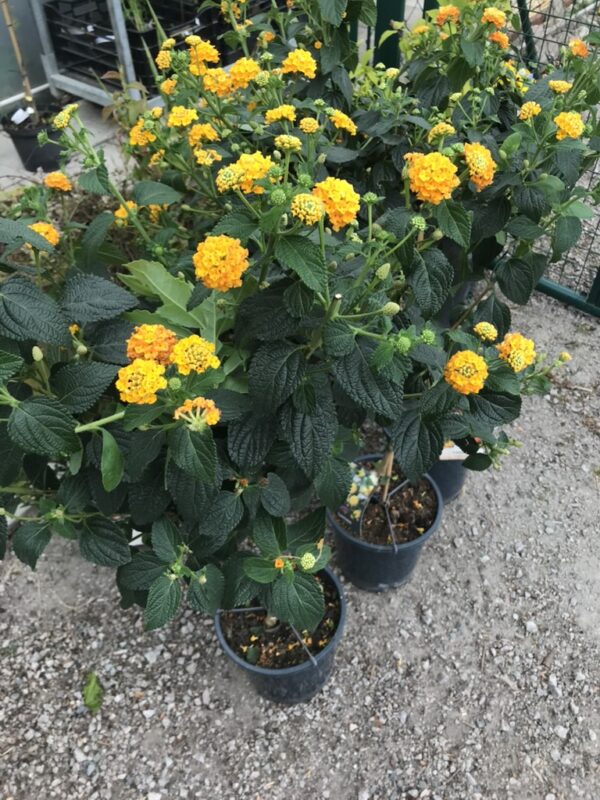 Eldkrona -Lantana camara