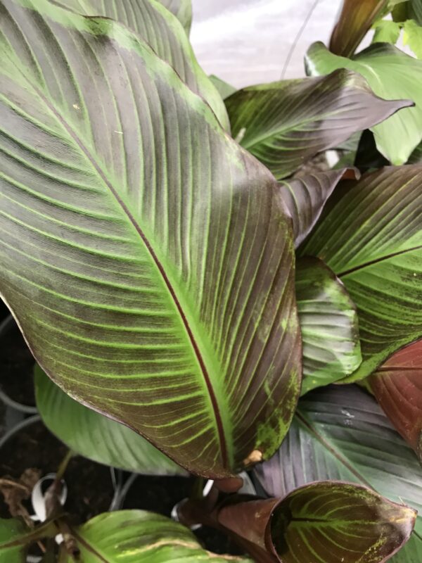 Röd banan - Ensete ventricosum 'Maurelii'