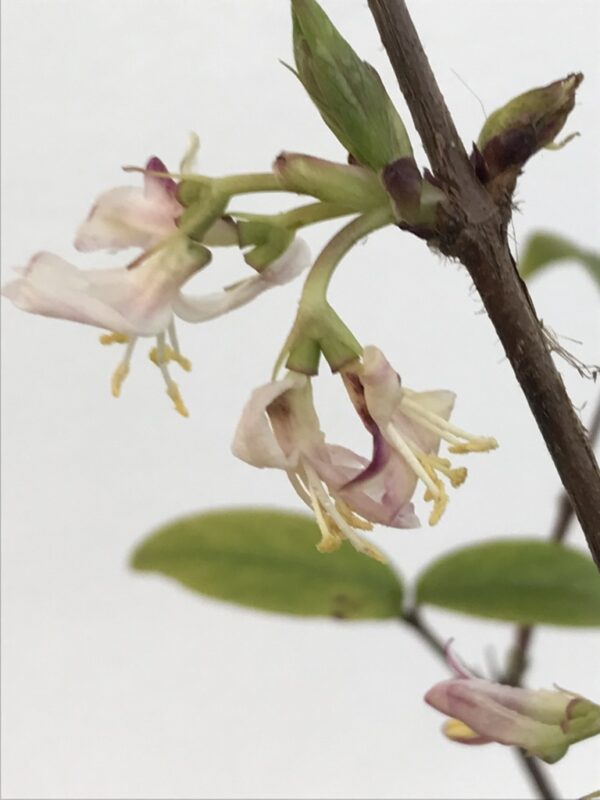 Lonicera standishii ´Budapest´