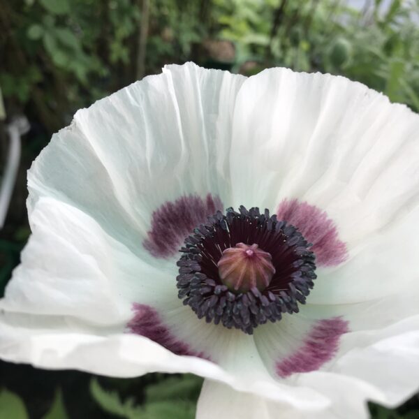 Orientaliskvallmo ( Jättevallmo )-Papaver orientale`Roal Wedding´