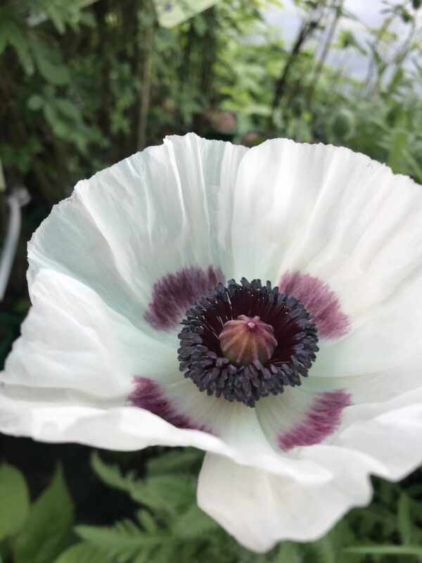 Orientaliskvallmo ( Jättevallmo )-Papaver orientale`Roal Wedding´
