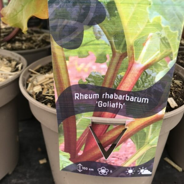 Rabarber ´Goliath´- Rheum rhabarbarum  `Goliath´
