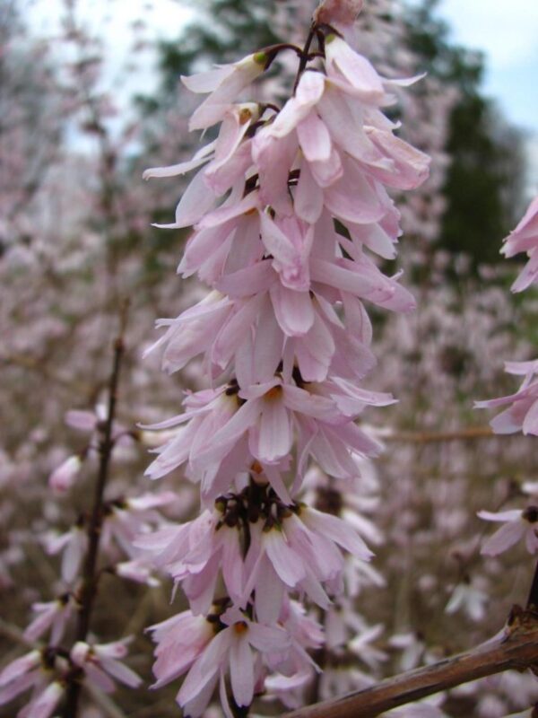 Vinterbuske 'Roseum' - Abeliophyllum distichum 'Roseum'