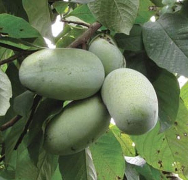 Pawpaw  `Mango´- Asimina triloba `Mango´