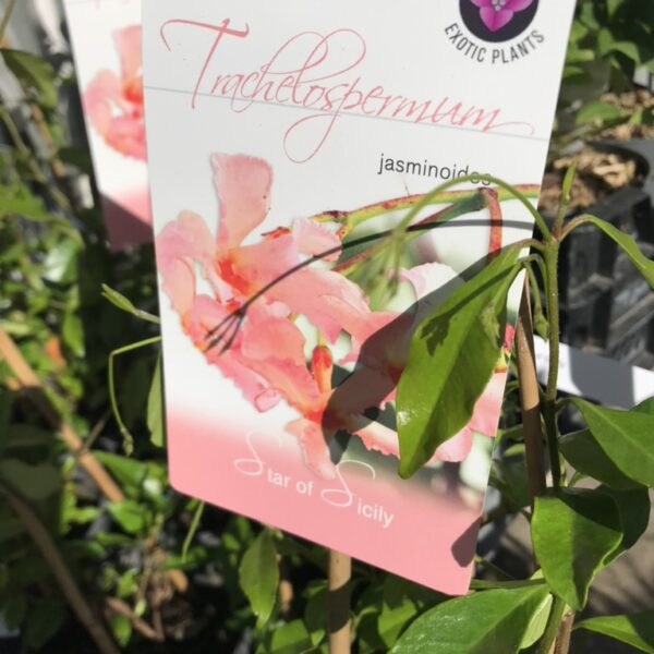 Stjärmjasmin  'Star of Sicily' -Trachelospermum  jasminoides  ' Star of Sicily'