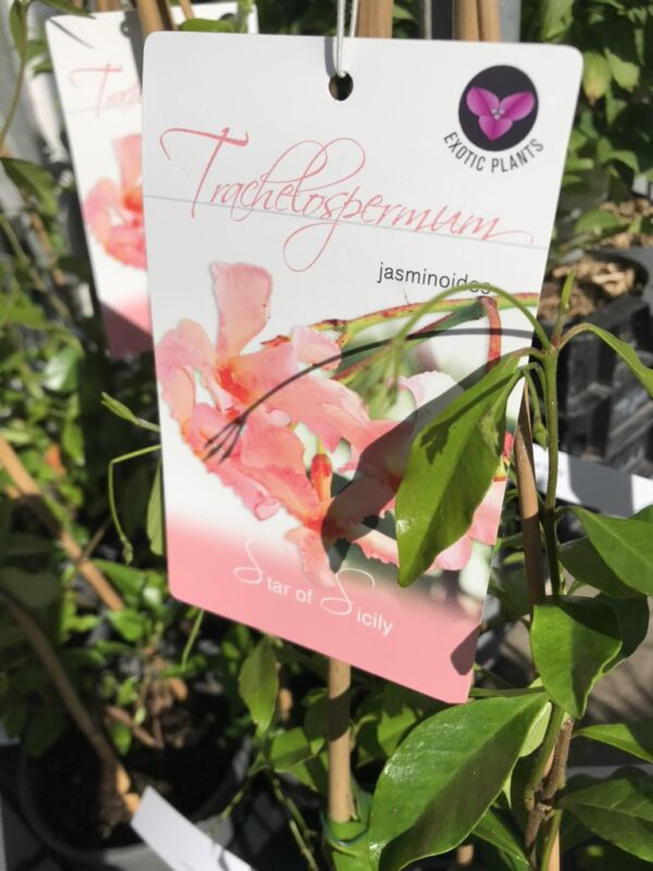 Stjärmjasmin  'Star of Sicily' -Trachelospermum  jasminoides  ' Star of Sicily'