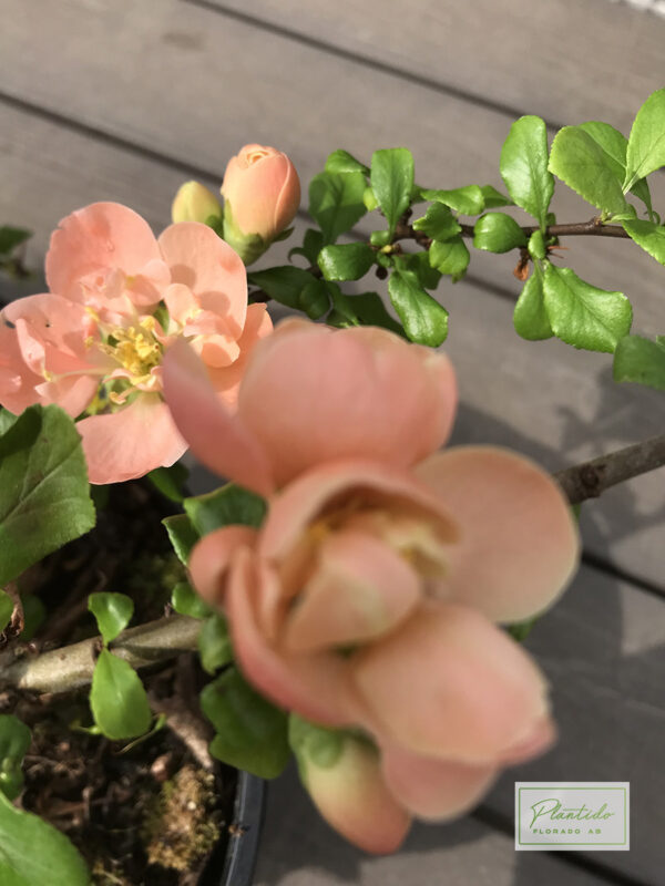 Rosenkvitten - Chaenomeles  X superba 'Cameo'