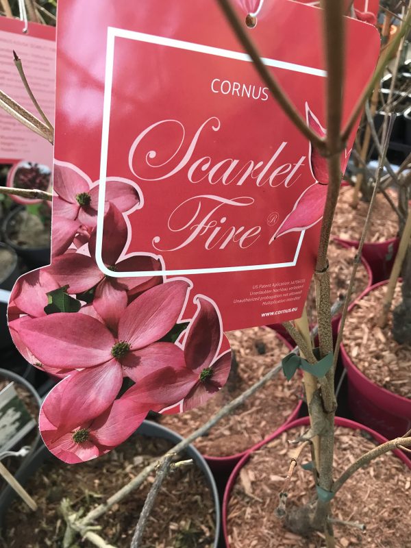 Blomsterkornell `Scarlet Fire´- Cornus kousa `Scarlet Fire´