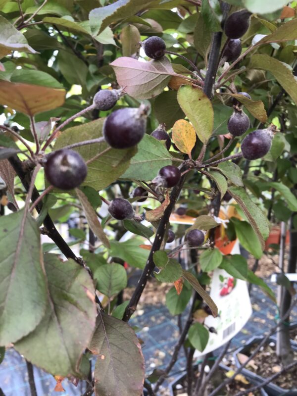 Miniatyräpplen ’Appletini’ - Malus transitoria ’Appletini’ - Bild 2