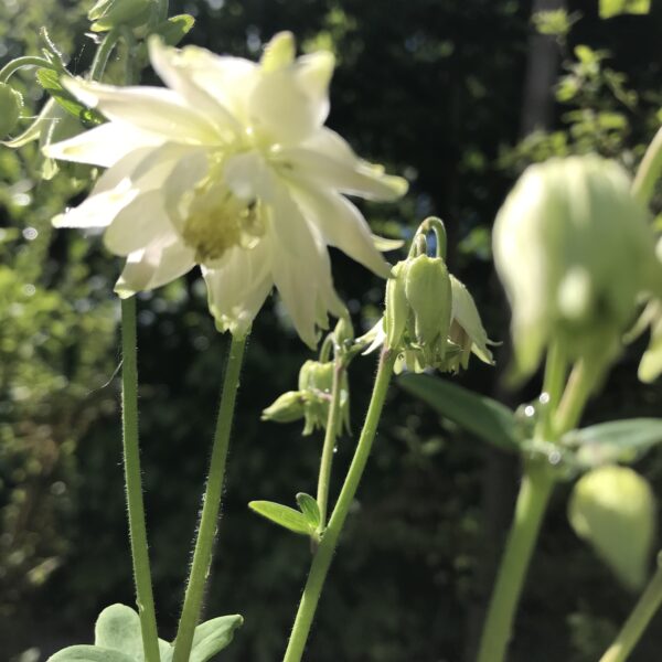 Vitakleja  'Silver Queen' - Aquilegia 'Silver Queen'