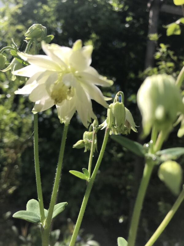 Vitakleja  'Silver Queen' - Aquilegia 'Silver Queen'