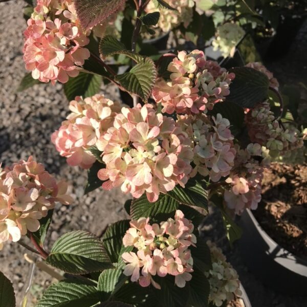 Japansk snöbollbuske 'Rosace' -Viburnum plicatum 'Rosace'
