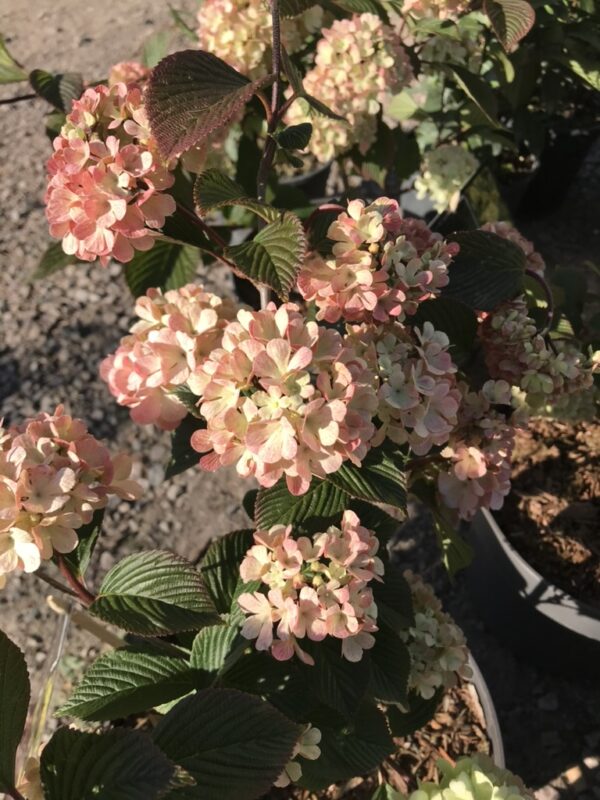 Japansk snöbollbuske 'Rosace' -Viburnum plicatum 'Rosace'