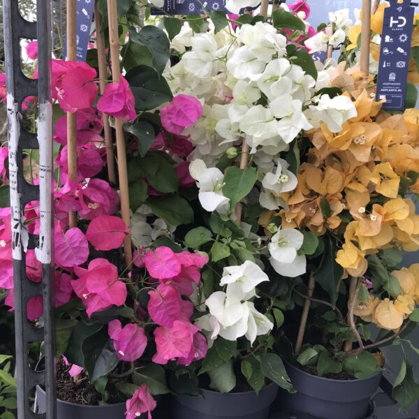 Stor trillingblomma -Bougainvillea 'Dania'