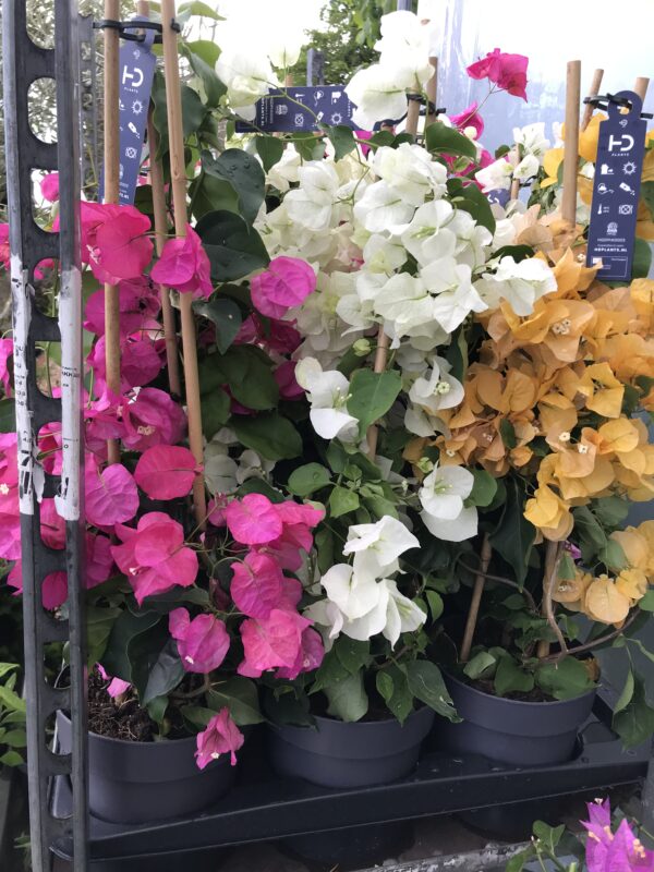 Stor trillingblomma -Bougainvillea 'Dania'