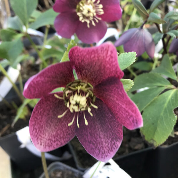 Turkisk julros - Helleborus  orientalis `Red Hybrids´
