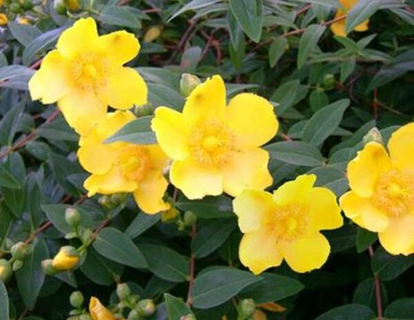 Hypericum dummeri 'Peter Dummer'