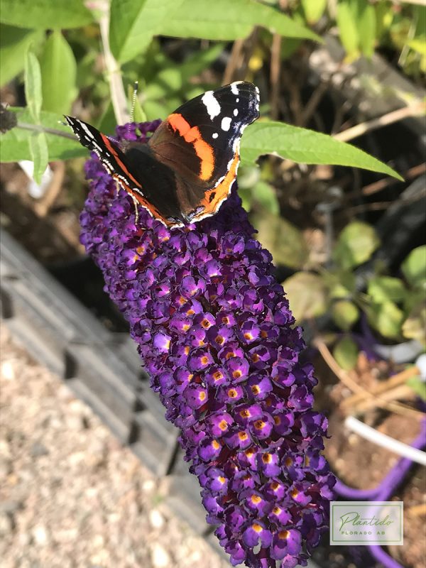 Syrenbuddleja - Buddleja davidii `Black  Knight´