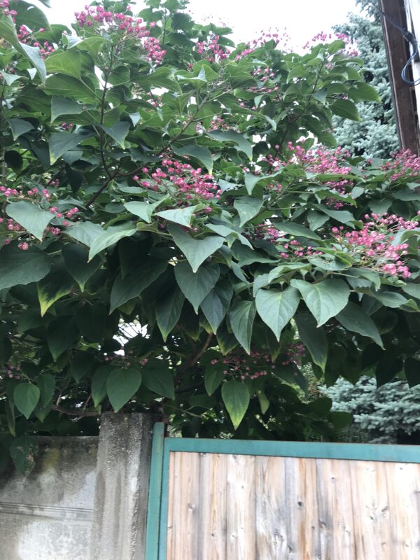 Frilandsklerodendron -Clerodendrum trichotomum - Bild 2