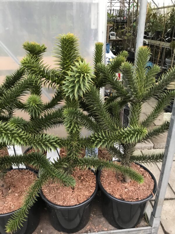 Brödgran -Araucaria araucana