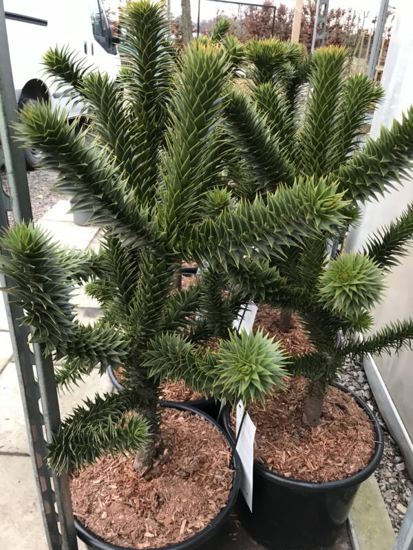 Brödgran -Araucaria araucana - Bild 2