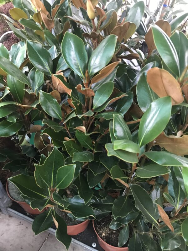 Magnolia Grandiflora 'Little Gem'