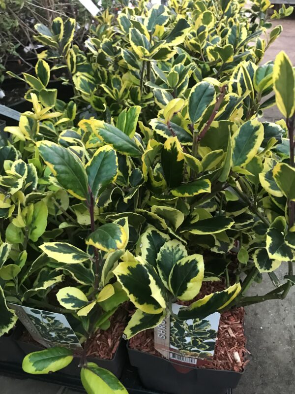 Storbladig järnek `Golden King´-Ilex altaclerensis x  'Golden King'