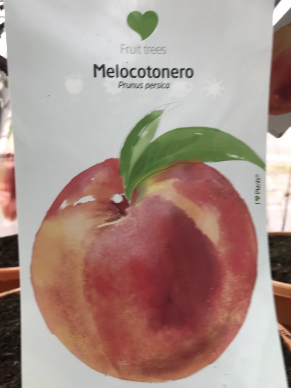 Dvärg persikaträd -Prunus persica (Melocotonero)