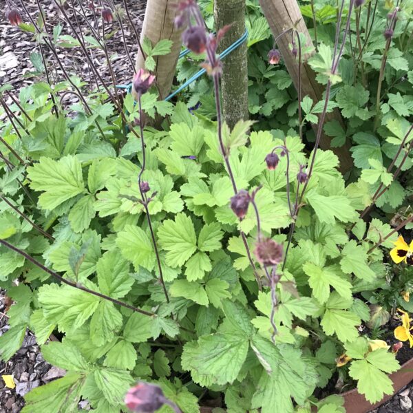 Humleblomster -Geum rivale