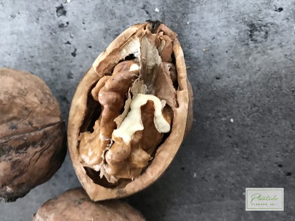 Jätte valnöt `Ukrainsk´ - Juglans regia  `Ukrainsk ´