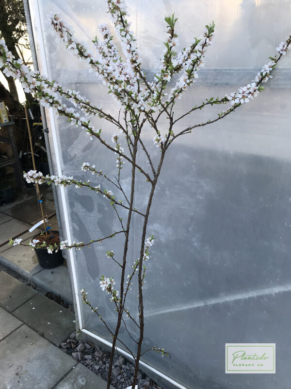 Luddkörsbär - Prunus tomentosa