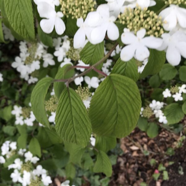 Japansk ollvon `Kilimandjaro Sunrise´ - Viburnum plicatum ` Kilimandjaro Sunrise´
