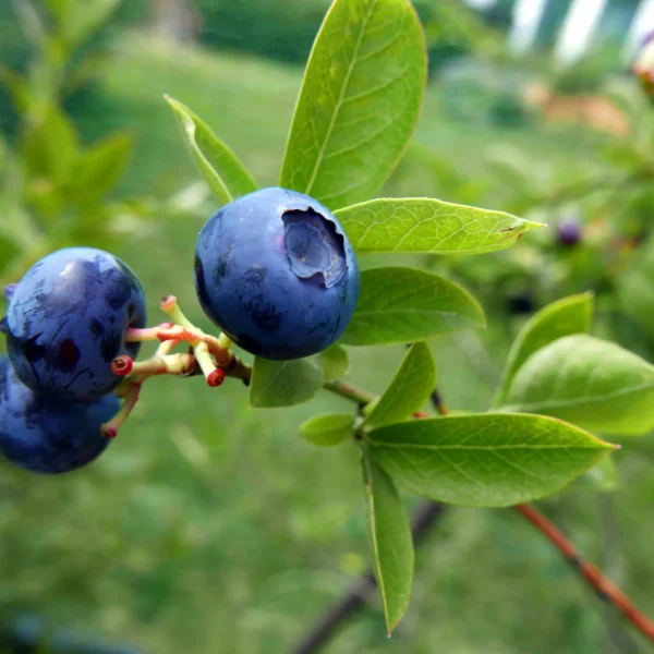 Bärbuskar