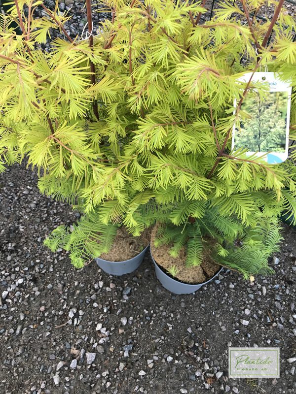 Kinesisk Sekvoja  'Goldrush'  - Metasequoia glyptostroboides 'Goldrush'